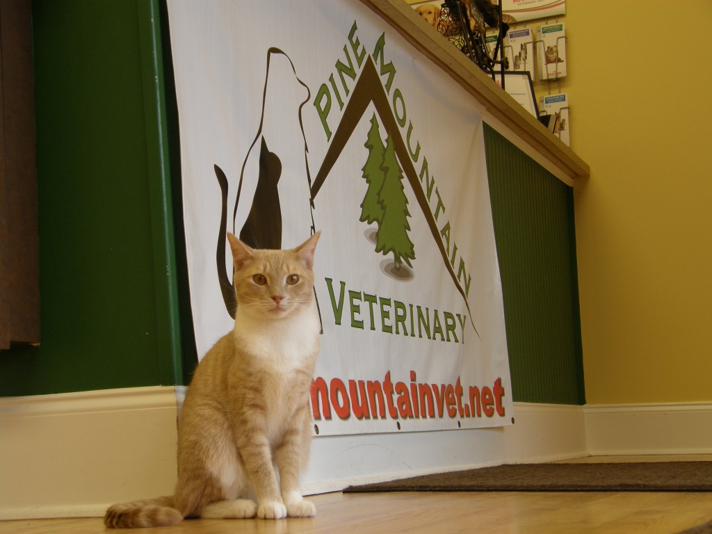 Pine Mountain Veterinary in Kennesaw, Georgia - About Us